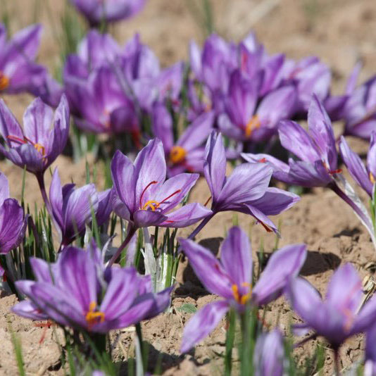 Miss Maypole - A Study in Saffron